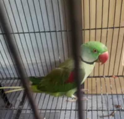 3 Green Parrots