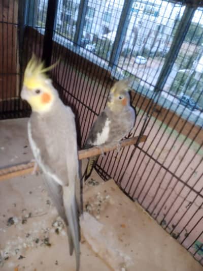 cocktail brder pair for sale