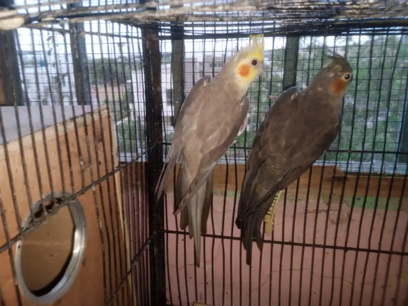 cocktail brder pair for sale — photo 3