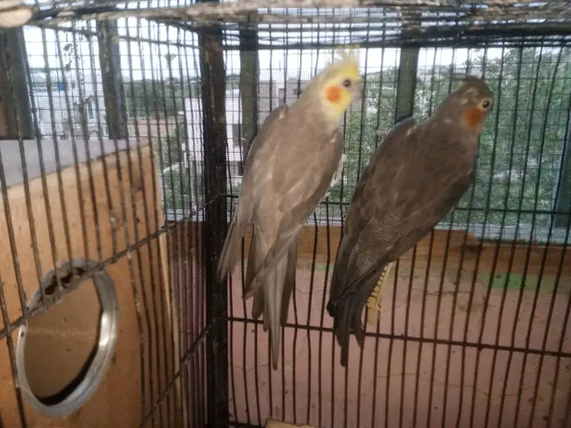cocktail brder pair for sale — photo 4