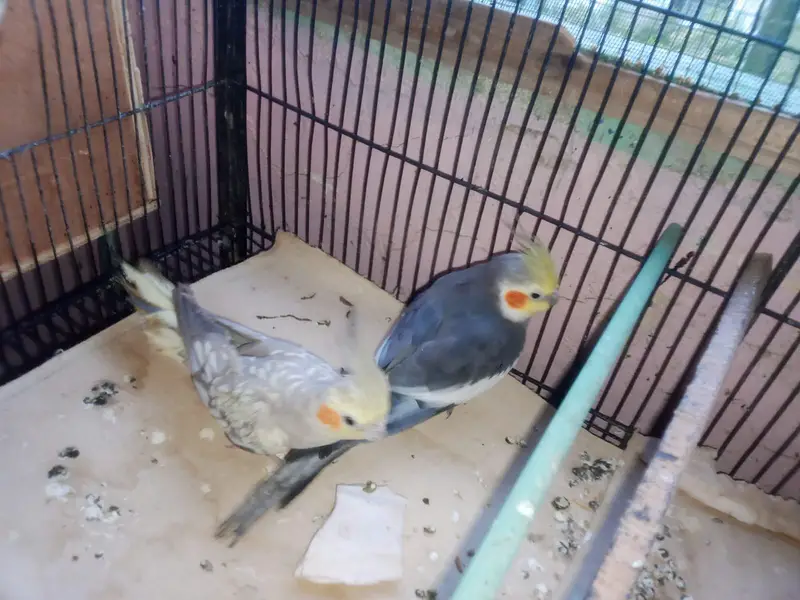 cocktail brder pair for sale — photo 6