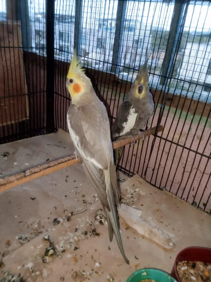 cocktail brder pair for sale — photo 7