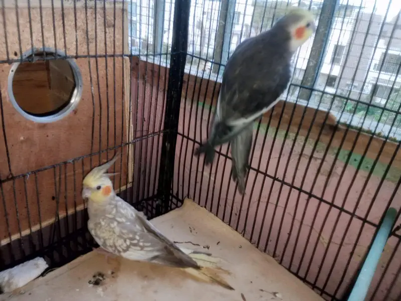 cocktail brder pair for sale — photo 10