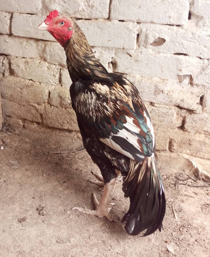 Jawa Patha 1