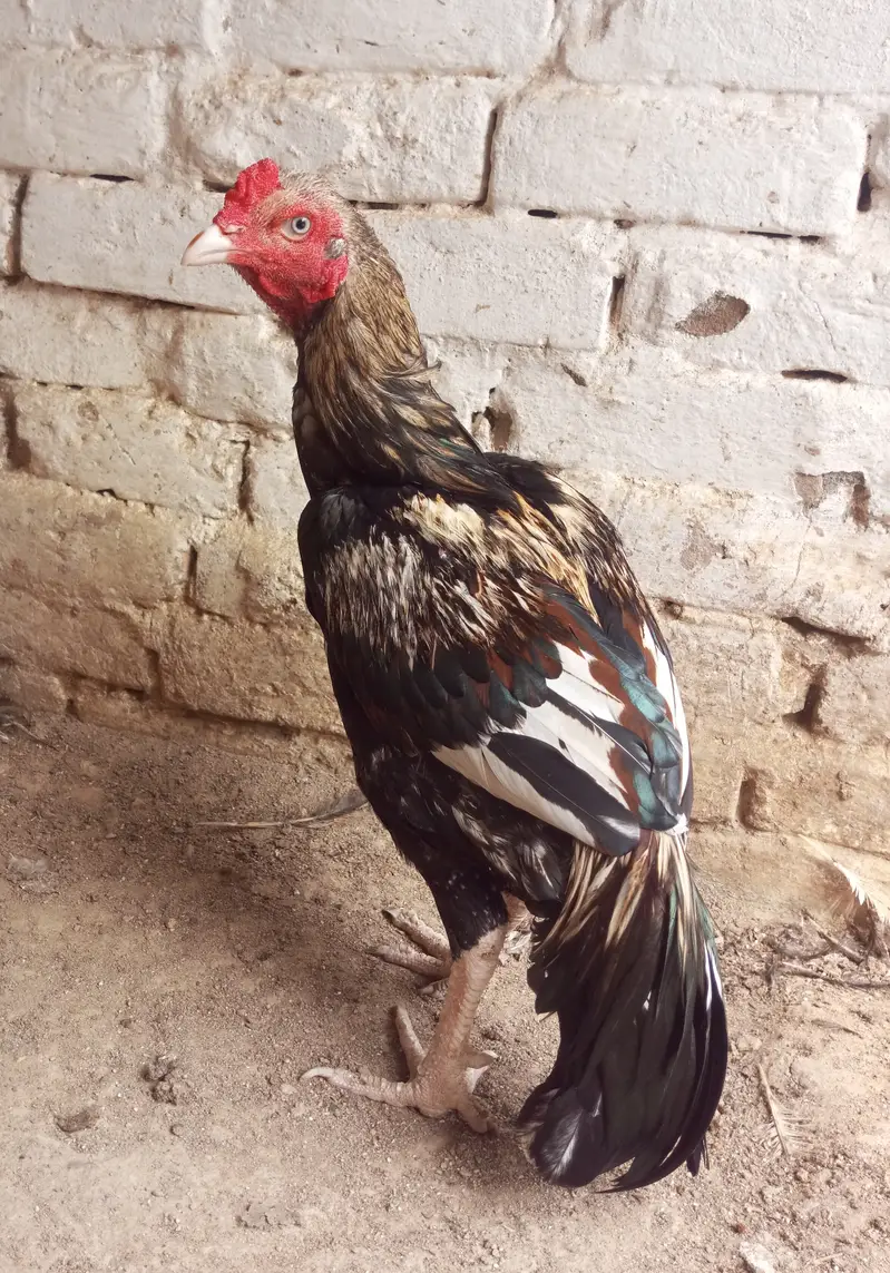 Jawa Patha — photo 3