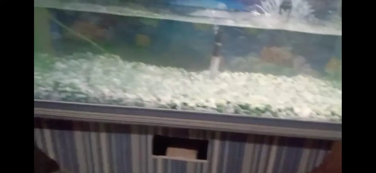 aquarium — photo 8