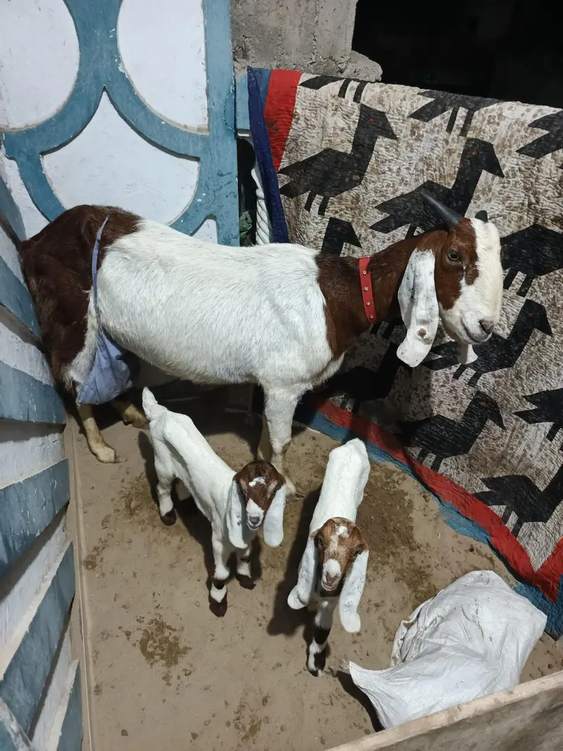 bkri 2 children — photo 2