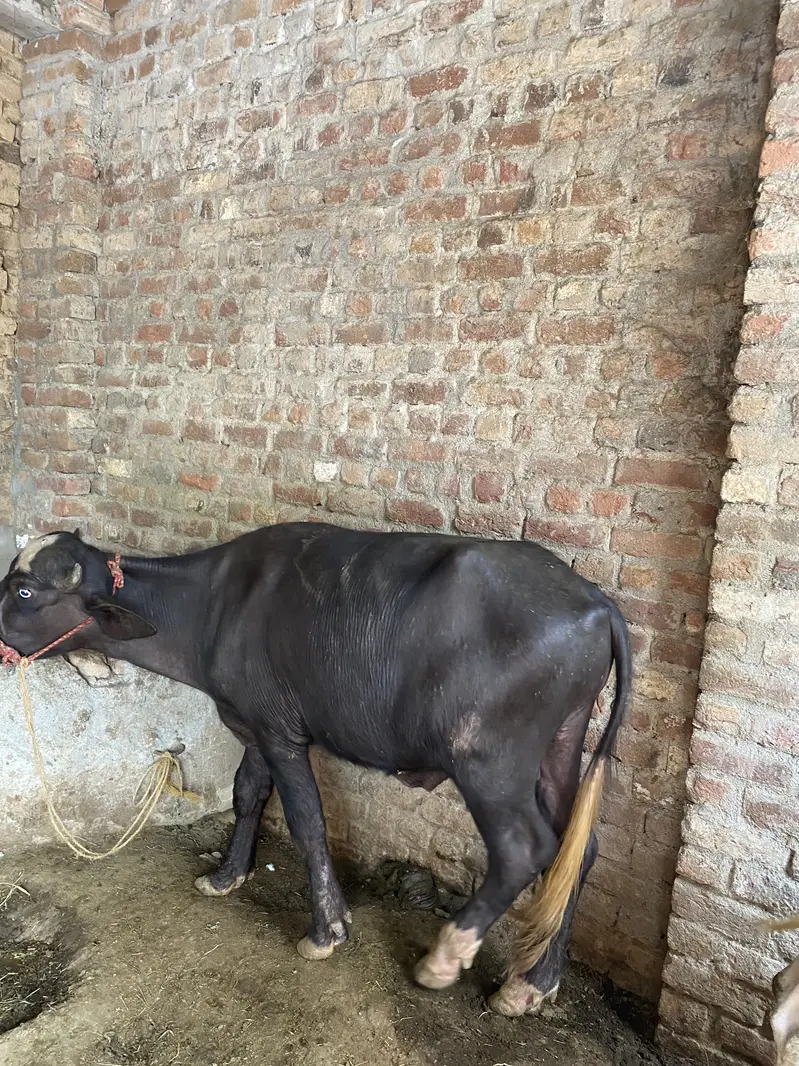 Male katheee — photo 2