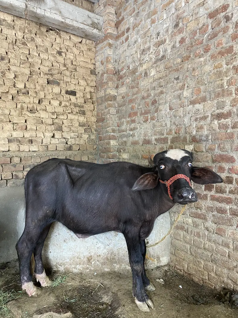 Male katheee — photo 3