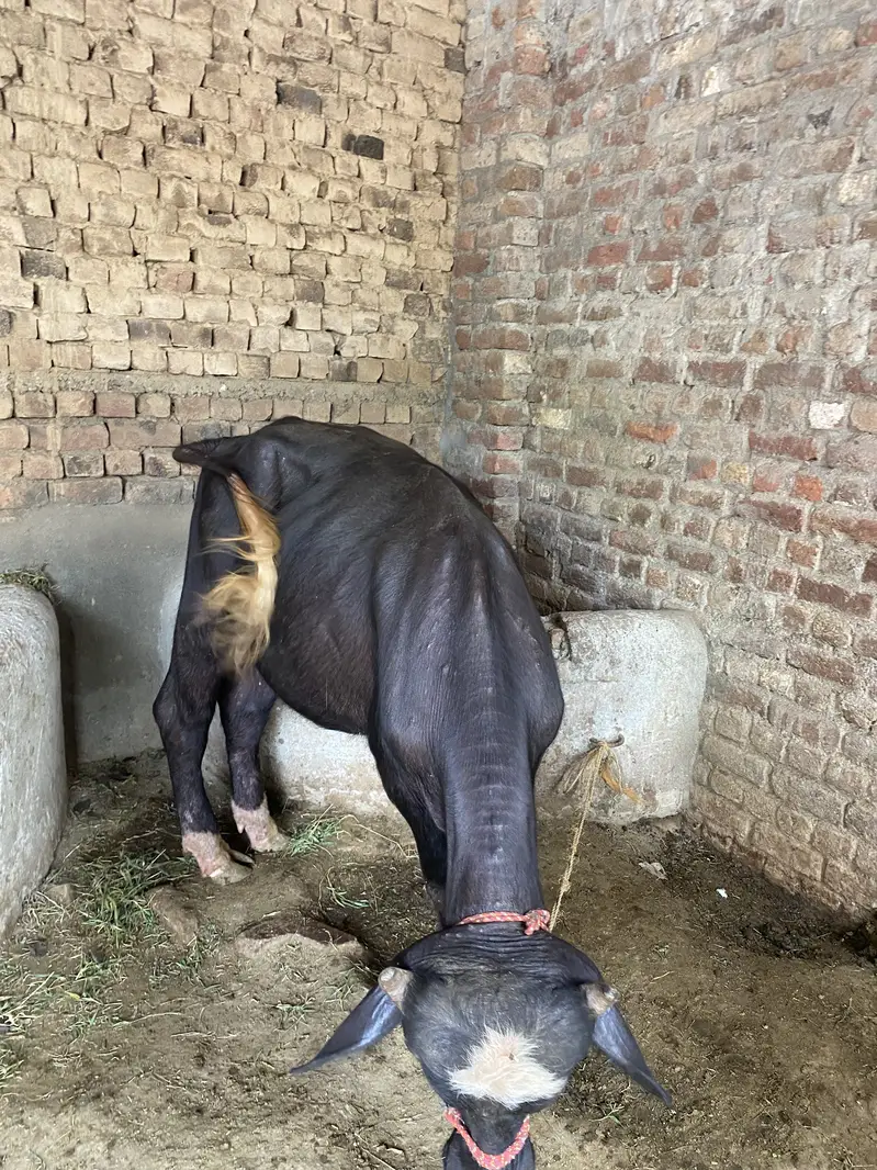 Male katheee — photo 4
