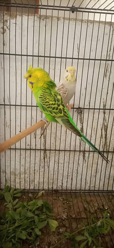 Breeder Budgies Pair | Crested Male