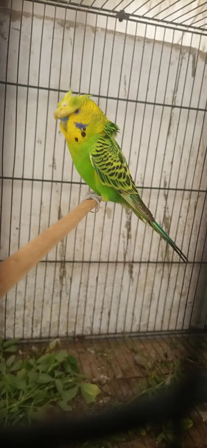 Breeder Budgies Pair | Crested Male — photo 2