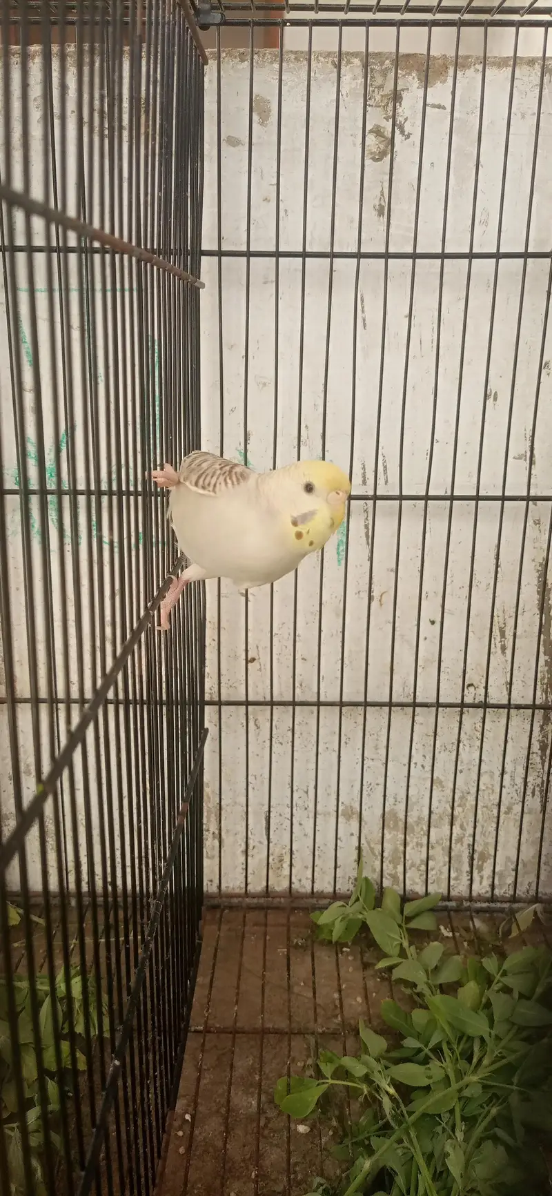 Breeder Budgies Pair | Crested Male — photo 3