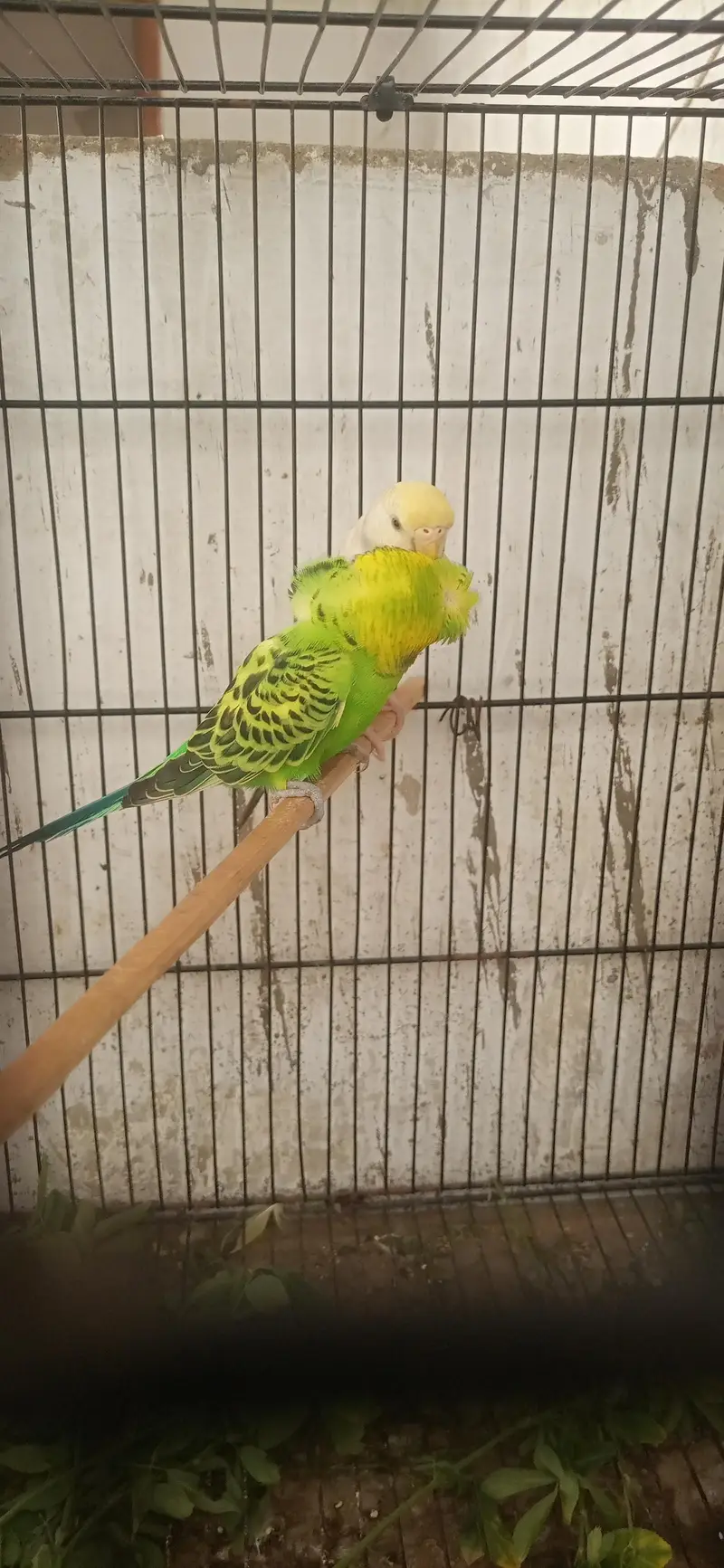 Breeder Budgies Pair | Crested Male — photo 4