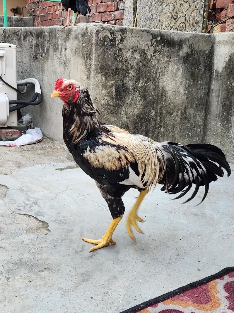 Aseel Murgha Jawa for Sale — photo 2