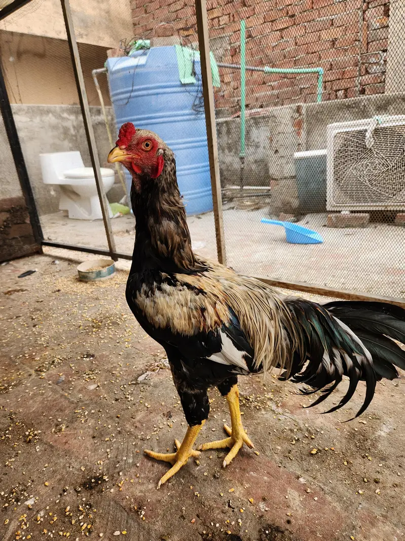 Aseel Murgha Jawa for Sale — photo 4