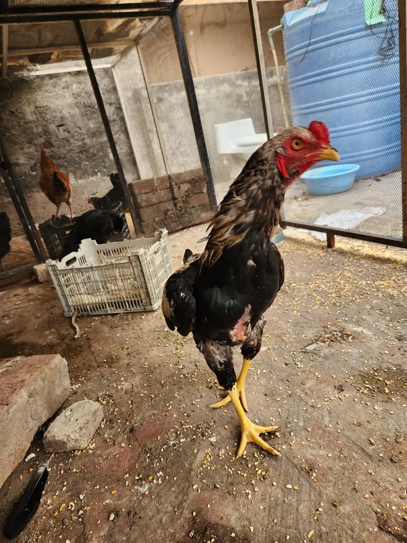 Aseel Murgha Jawa for Sale — photo 5