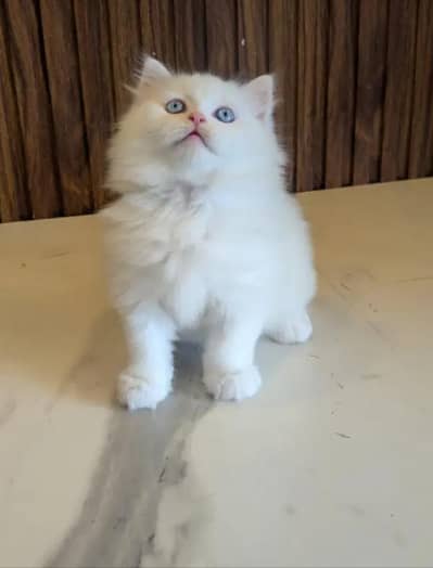 Persian Female kitten for sale 0346+9227+576 Whatsapp