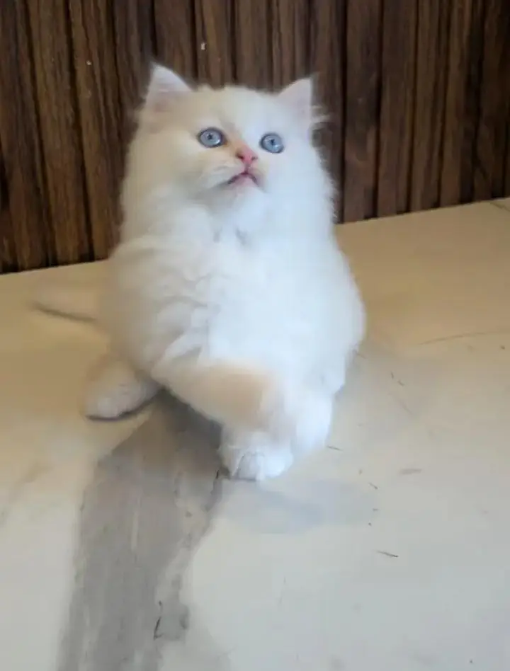 Persian Female kitten for sale 0346+9227+576 Whatsapp — photo 2