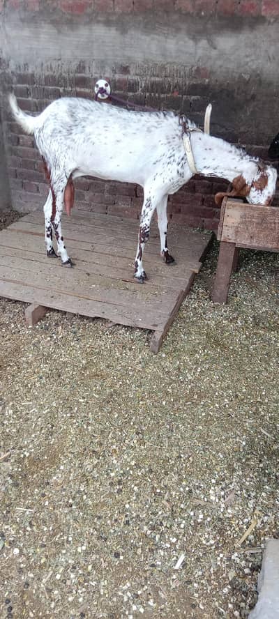 gaban bakri | bakri | female| betal bakri |