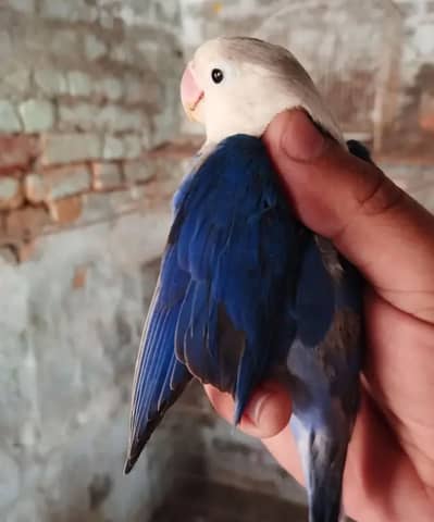 Love birds for sale