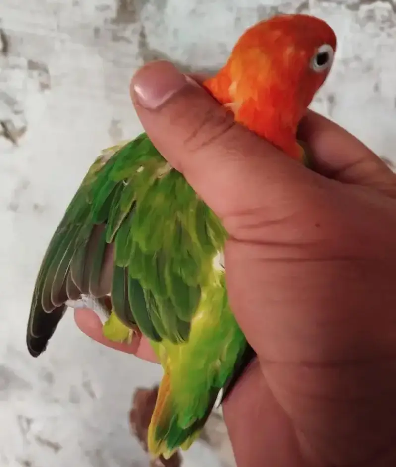 Love birds for sale — photo 2