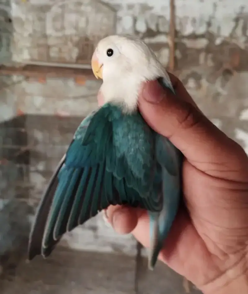 Love birds for sale — photo 3