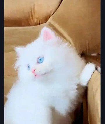 Persian cat for sale male or female my WhatsApp number03/42/79/50/7/34