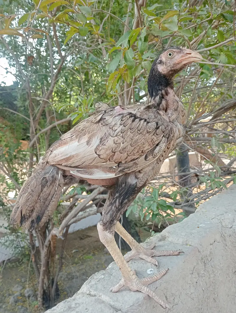 aseel pathi forsale high qualty — photo 2