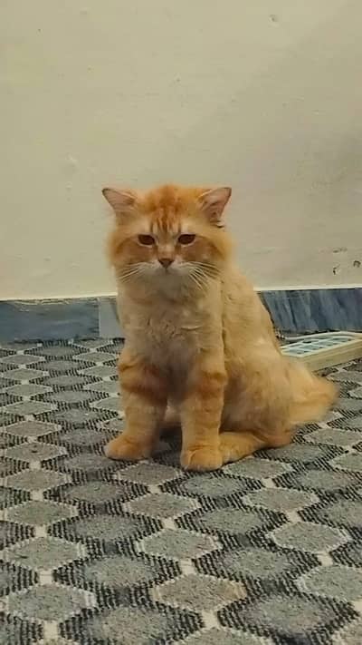 Male Cat for Adoption