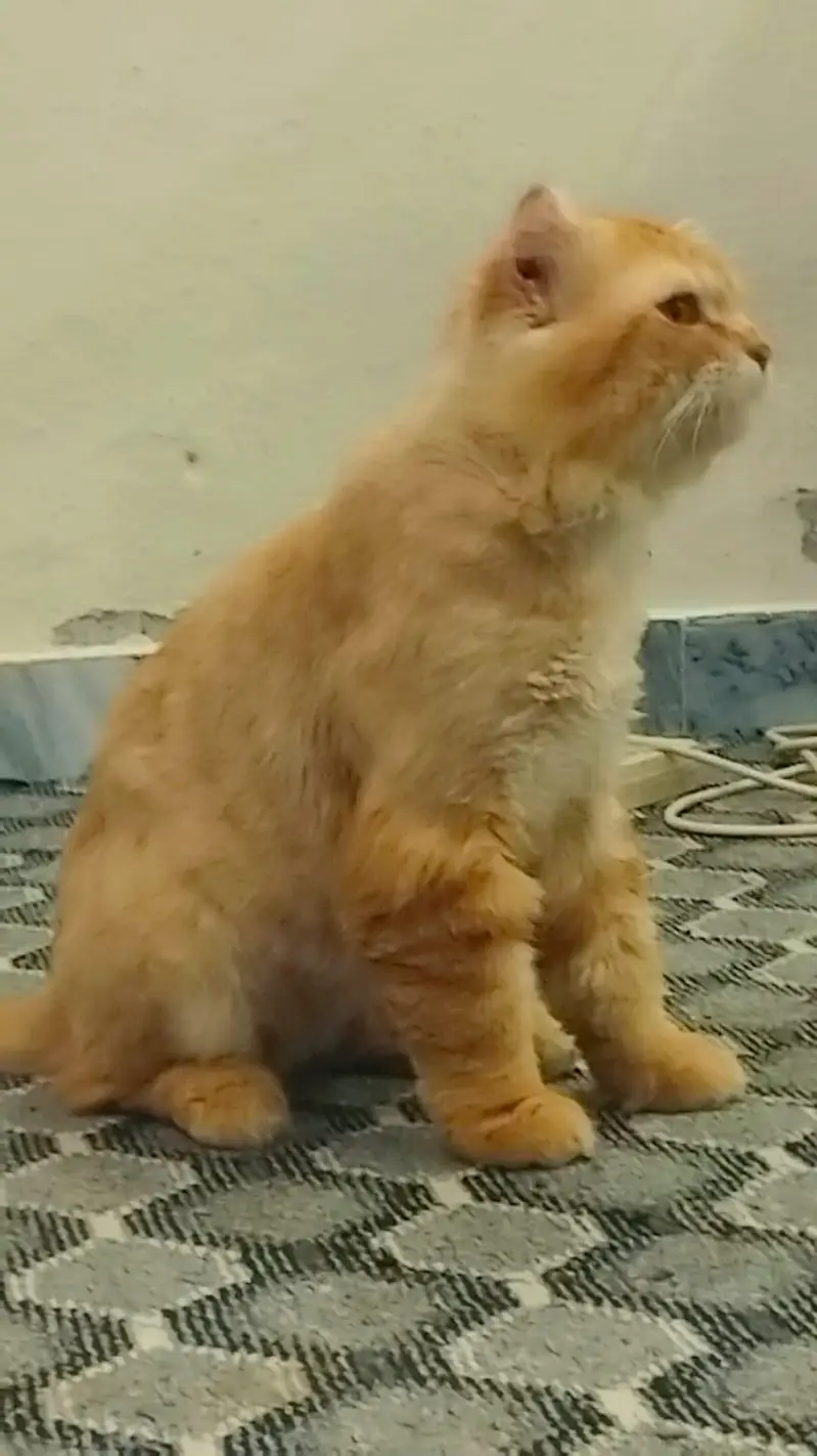 Male Cat for Adoption — photo 2