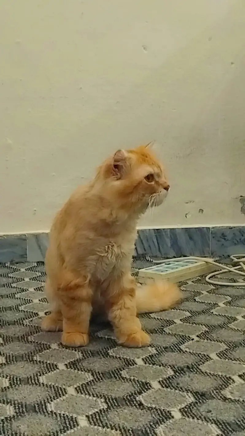 Male Cat for Adoption — photo 3