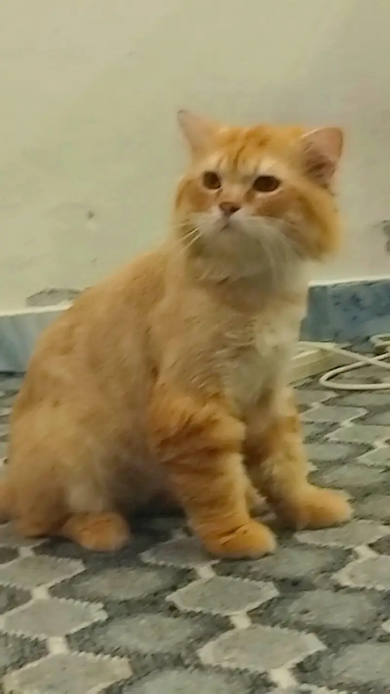 Male Cat for Adoption — photo 4