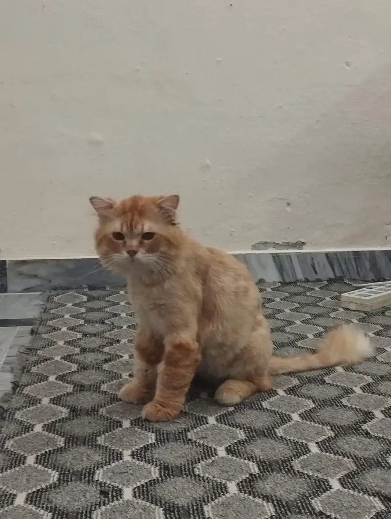 Male Cat for Adoption — photo 5