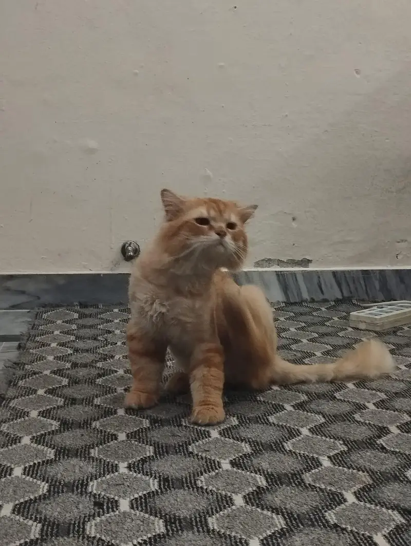 Male Cat for Adoption — photo 6