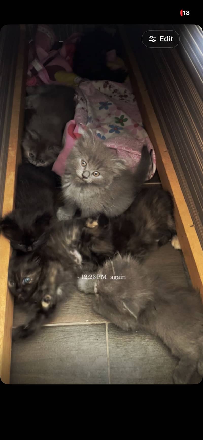 Persian kittens 0