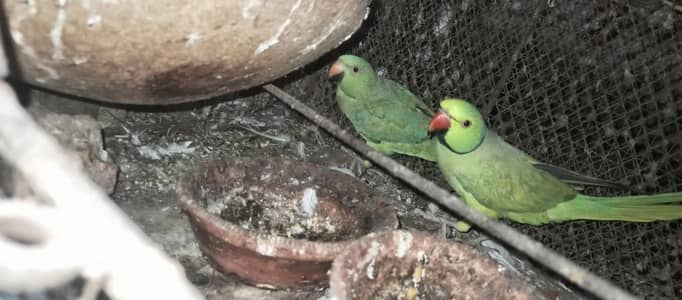green parrot pair