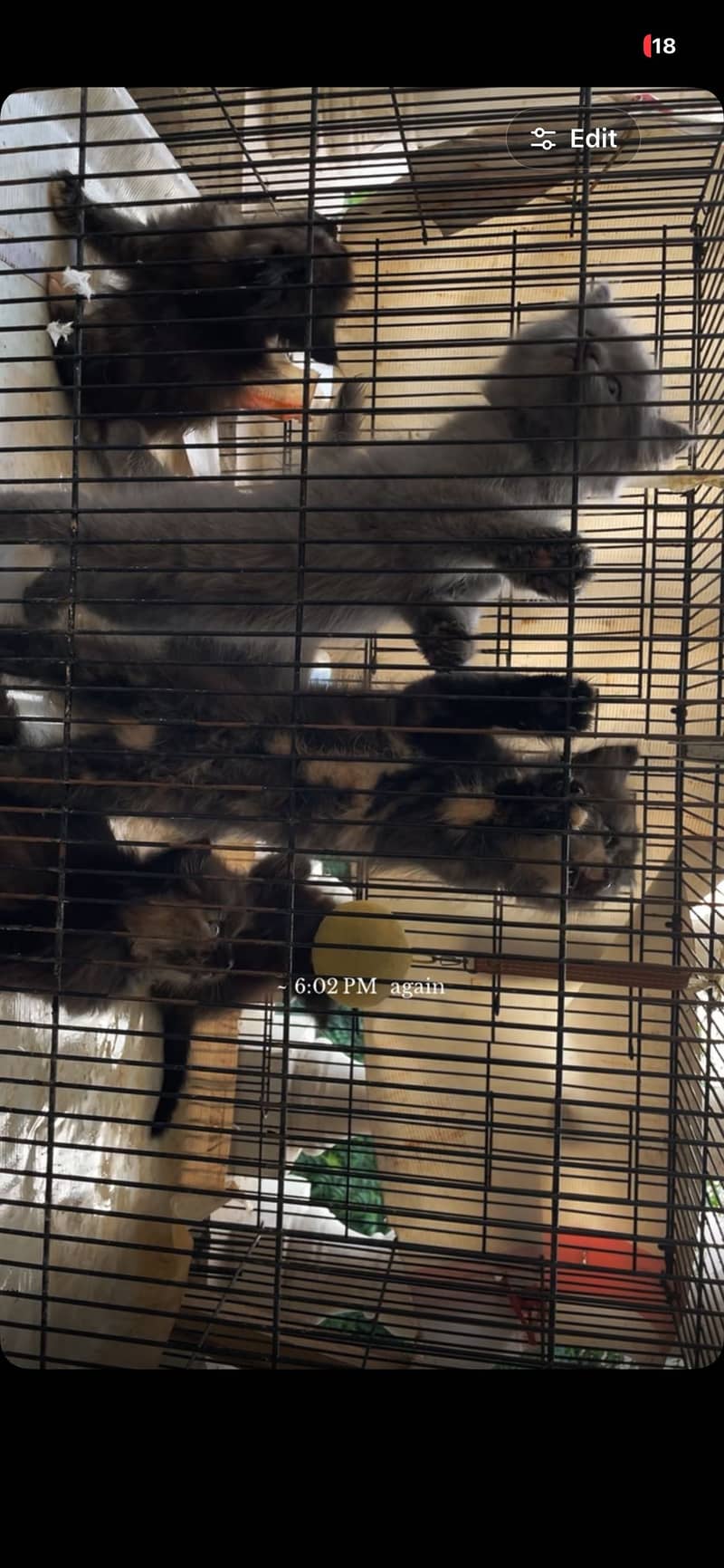 Persian kittens 1