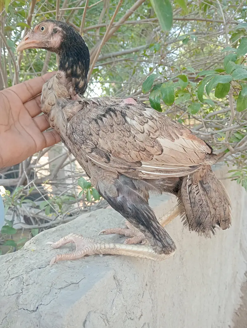 aseel pathi forsale high qualty — photo 3
