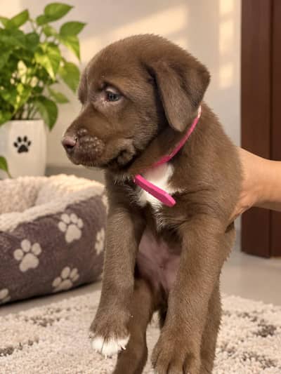 puppy dog