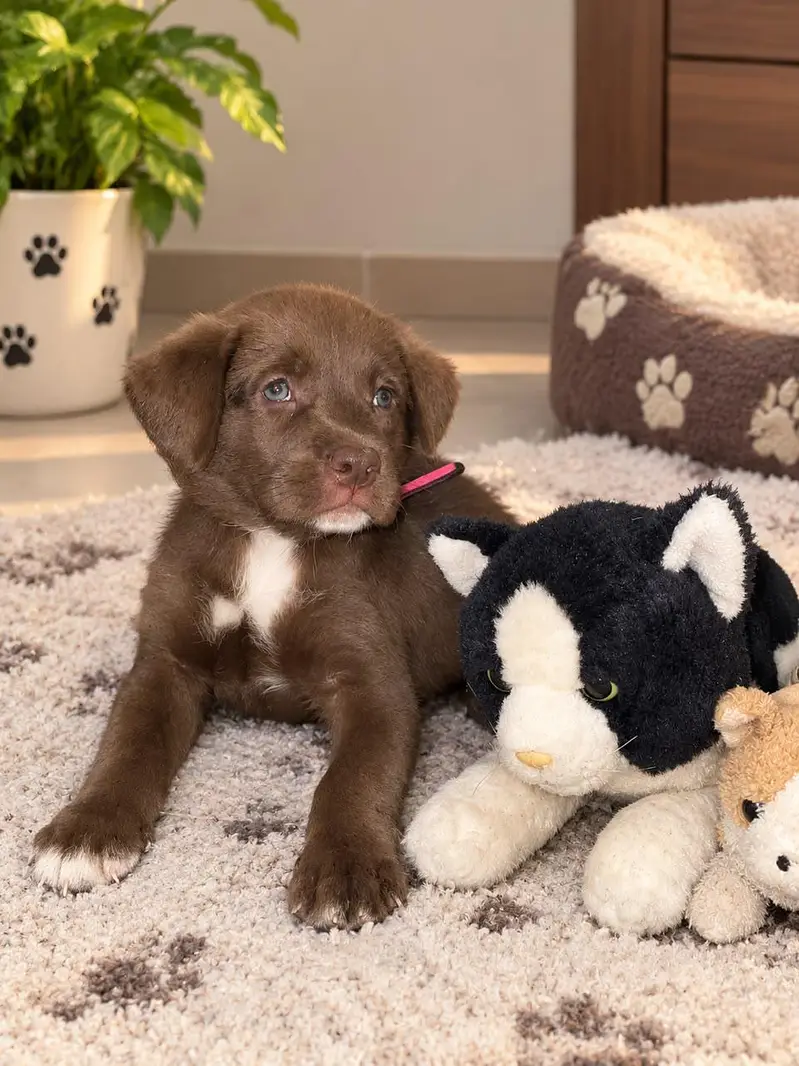 puppy dog — photo 2