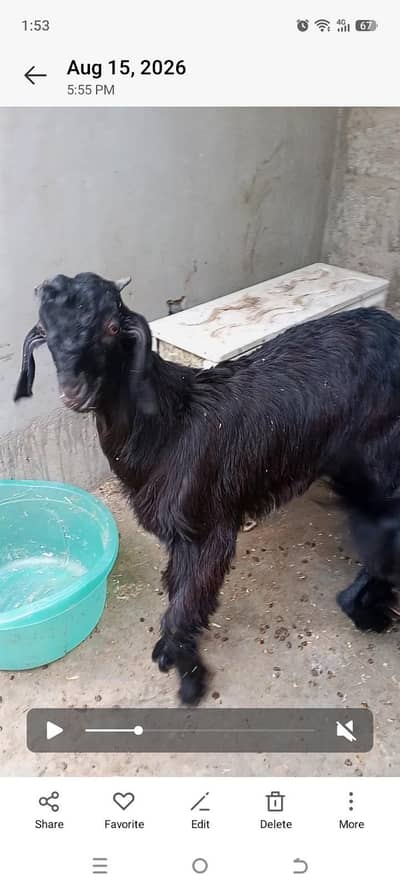 4 black goats for sell