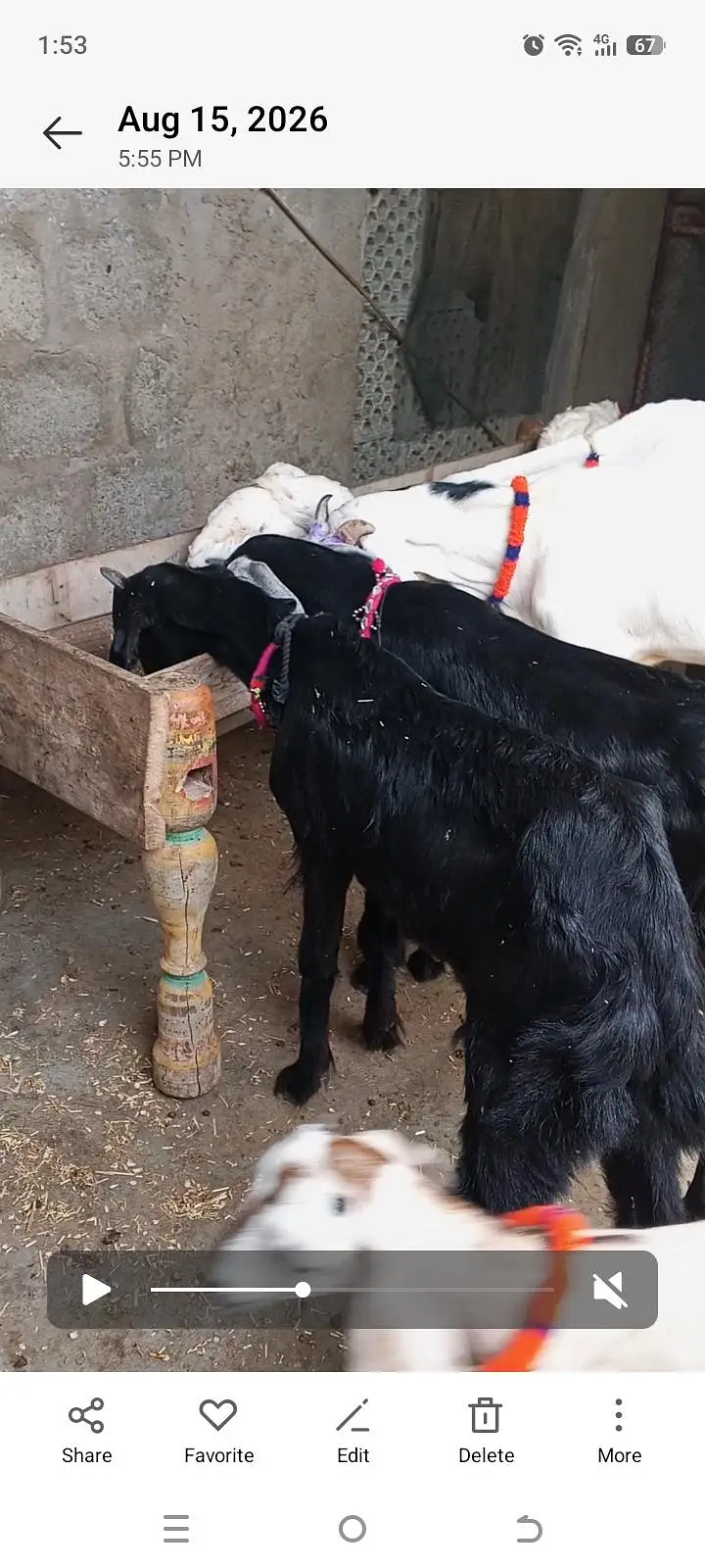 4 black goats for sell — photo 2