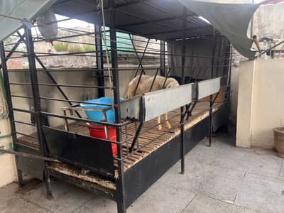 Makhi Cheeni Goat/Sheep 15x6 Ft | Auto System