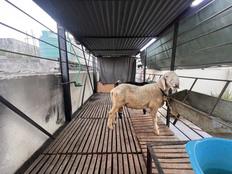 Makhi Cheeni Goat/Sheep 15x6 Ft | Auto System — photo 3