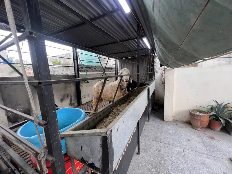Makhi Cheeni Goat/Sheep 15x6 Ft | Auto System — photo 5