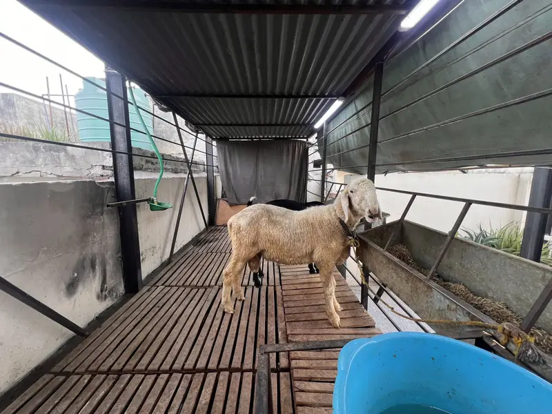 Makhi Cheeni Goat/Sheep 15x6 Ft | Auto System — photo 6