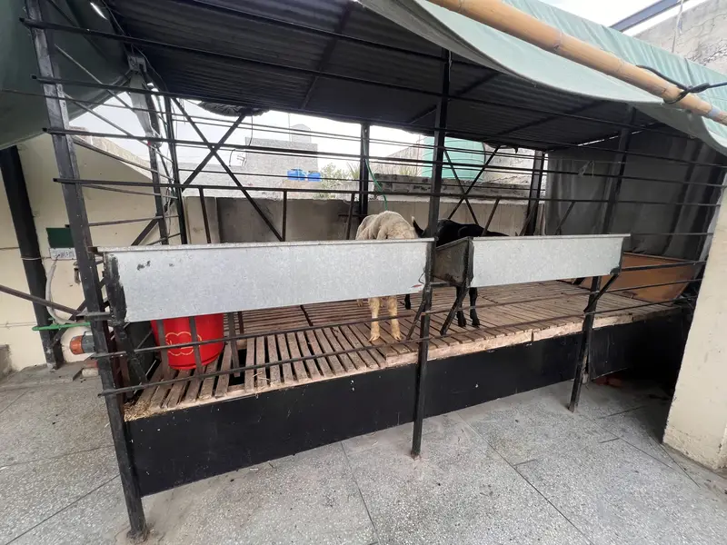 Makhi Cheeni Goat/Sheep 15x6 Ft | Auto System — photo 7