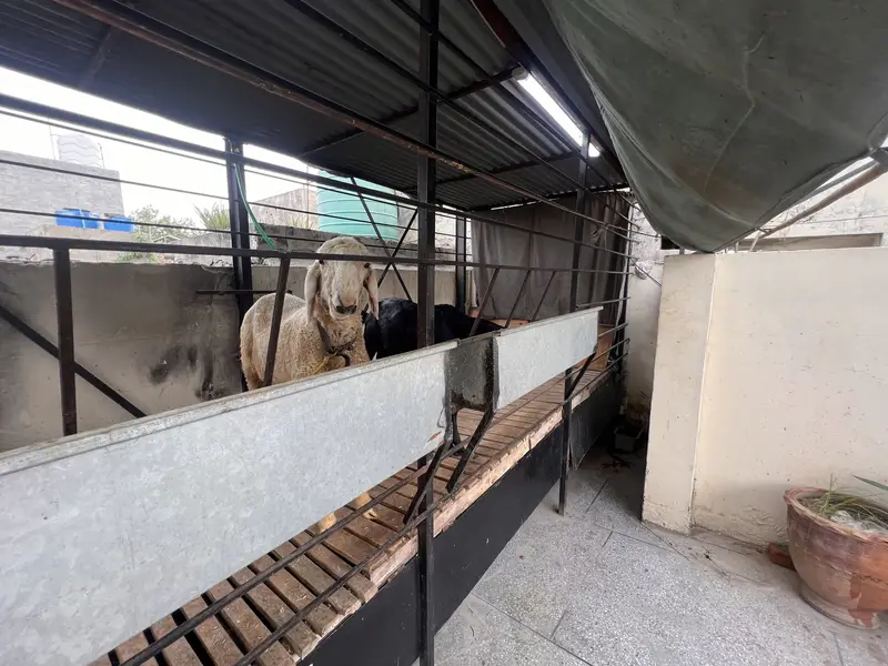Makhi Cheeni Goat/Sheep 15x6 Ft | Auto System — photo 8