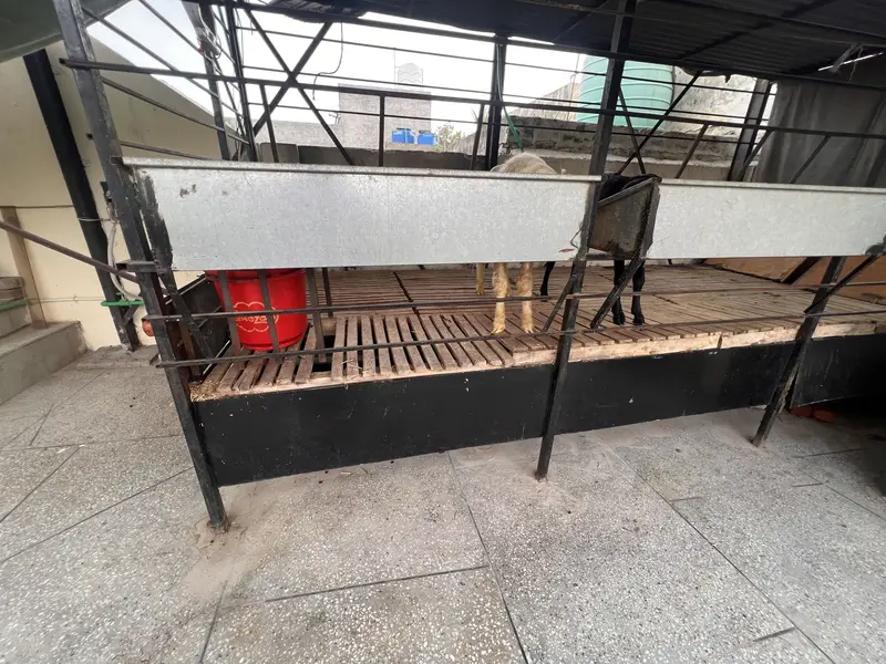Makhi Cheeni Goat/Sheep 15x6 Ft | Auto System — photo 9